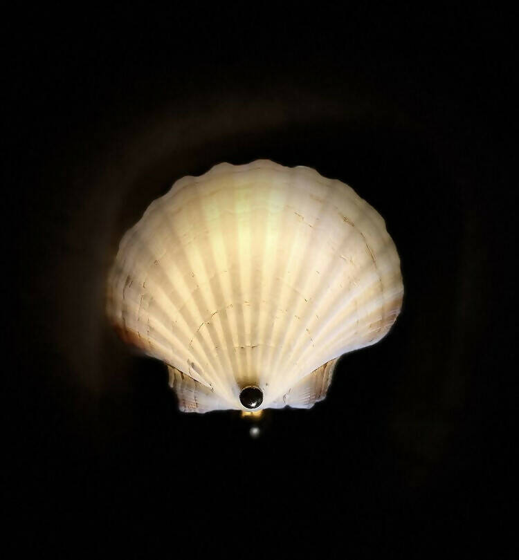 A white scallop shell tea light holder with a gold accent on the bottom, reflecting a soft light,  available  to buy on the-salon.com. SALON curates the finest , unique, handmade pieces from the interior industry's best makers and brands. Shop luxury furniture, lighting, rugs, art, antiques and vintage pieces and accessories from SALON interior designed rooms.