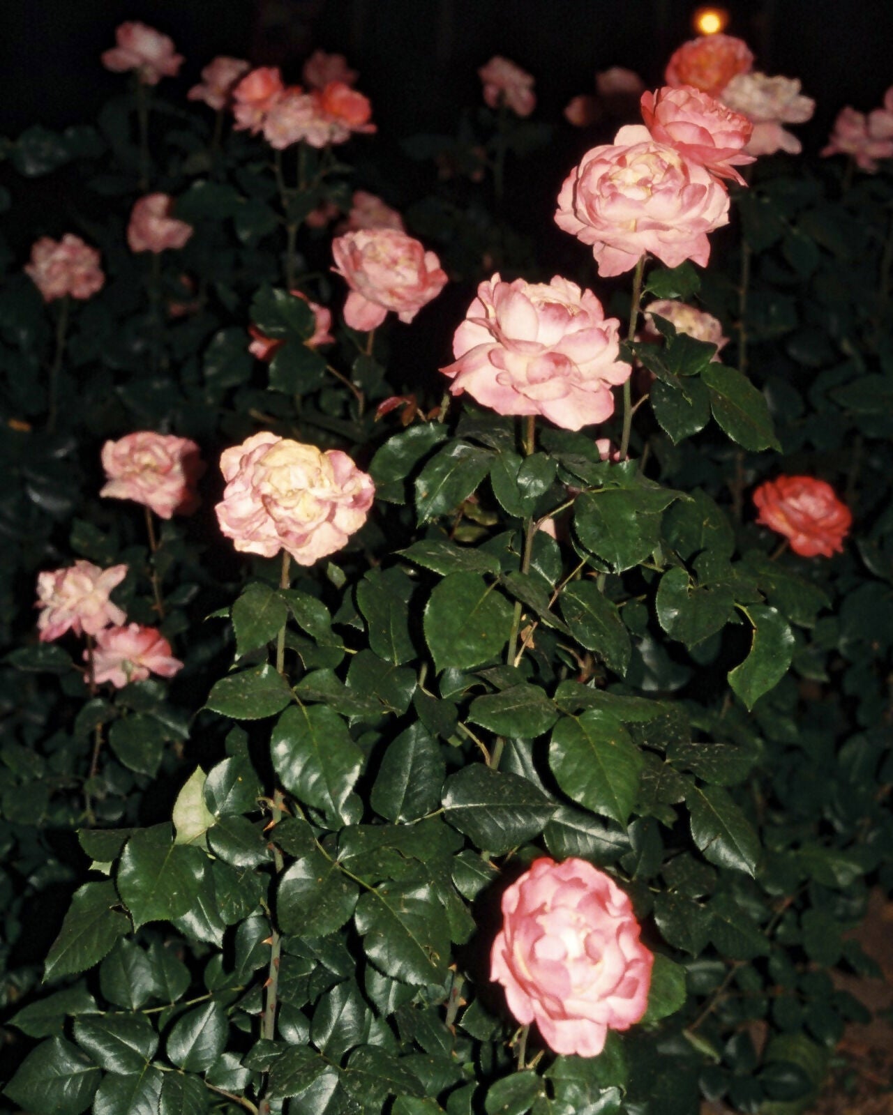 A photograph of pink roses with green leaves in the background, captures a scene likely from a garden,  available  to buy on the-salon.com. SALON curates the finest , unique, handmade pieces from the interior industry's best makers and brands. Shop luxury furniture, lighting, rugs, art, antiques and vintage pieces and accessories from SALON interior designed rooms.