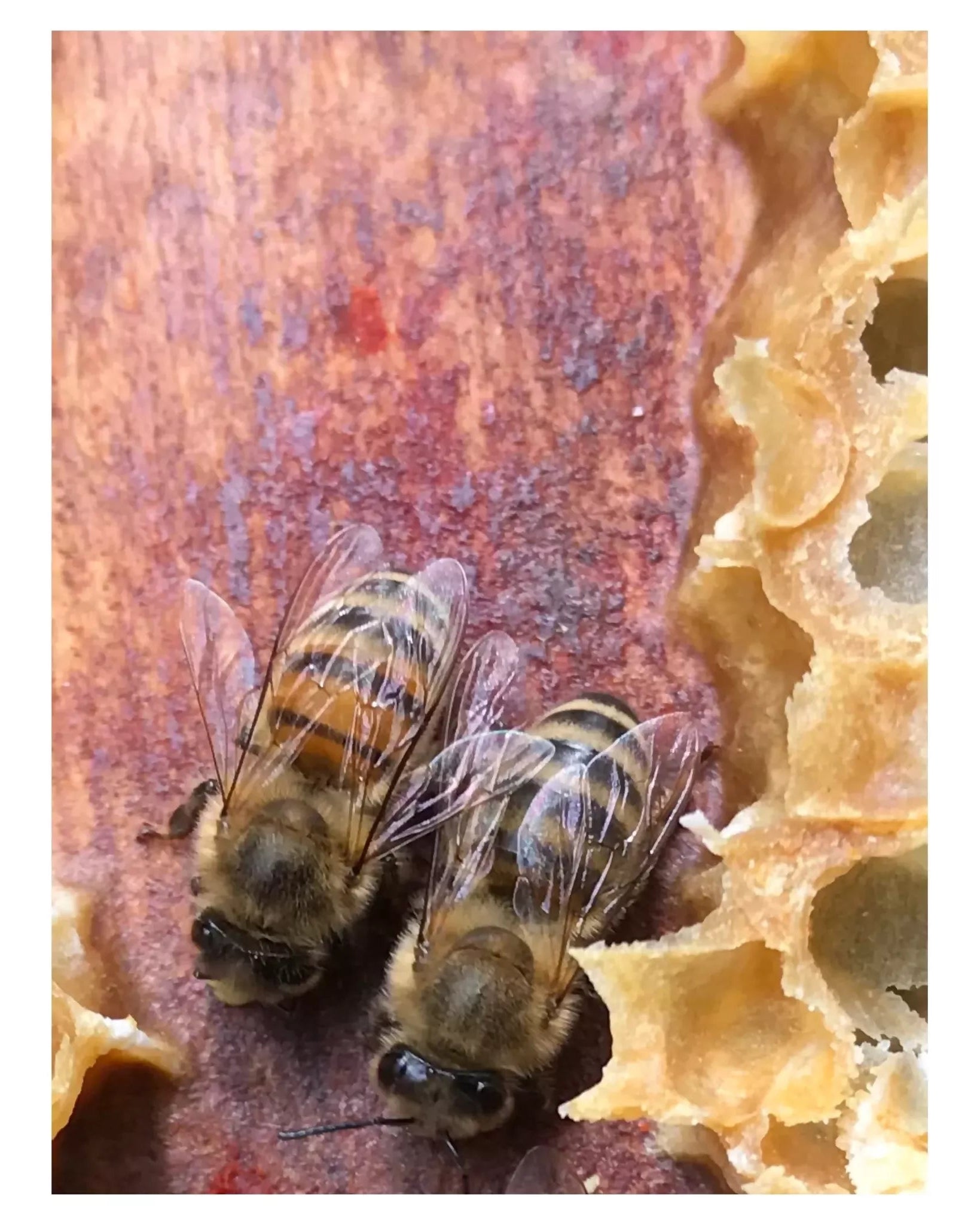 Two bees on a honeycomb with a colorful background