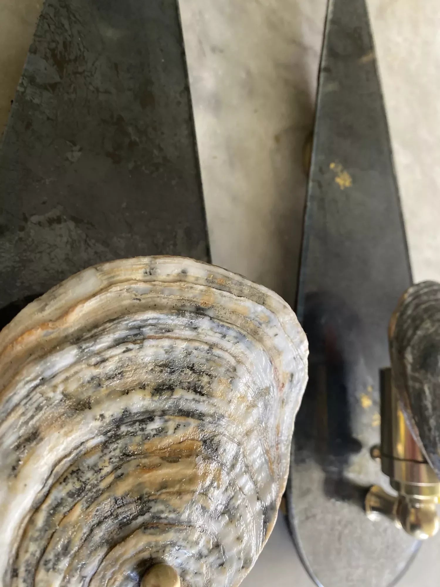 TEAR DROP SCONCE WITH NORFOLK OYSTER WALL LIGHT BY CHARLOTTE PACKE