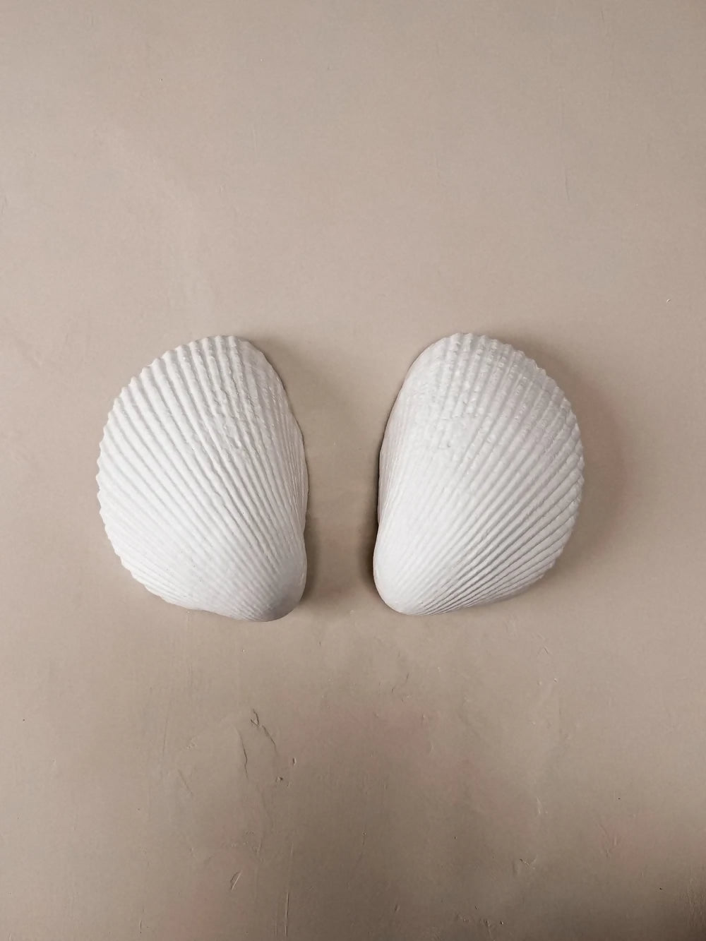 GIANT COCKLE WALL LIGHT BY JESS WHEELER