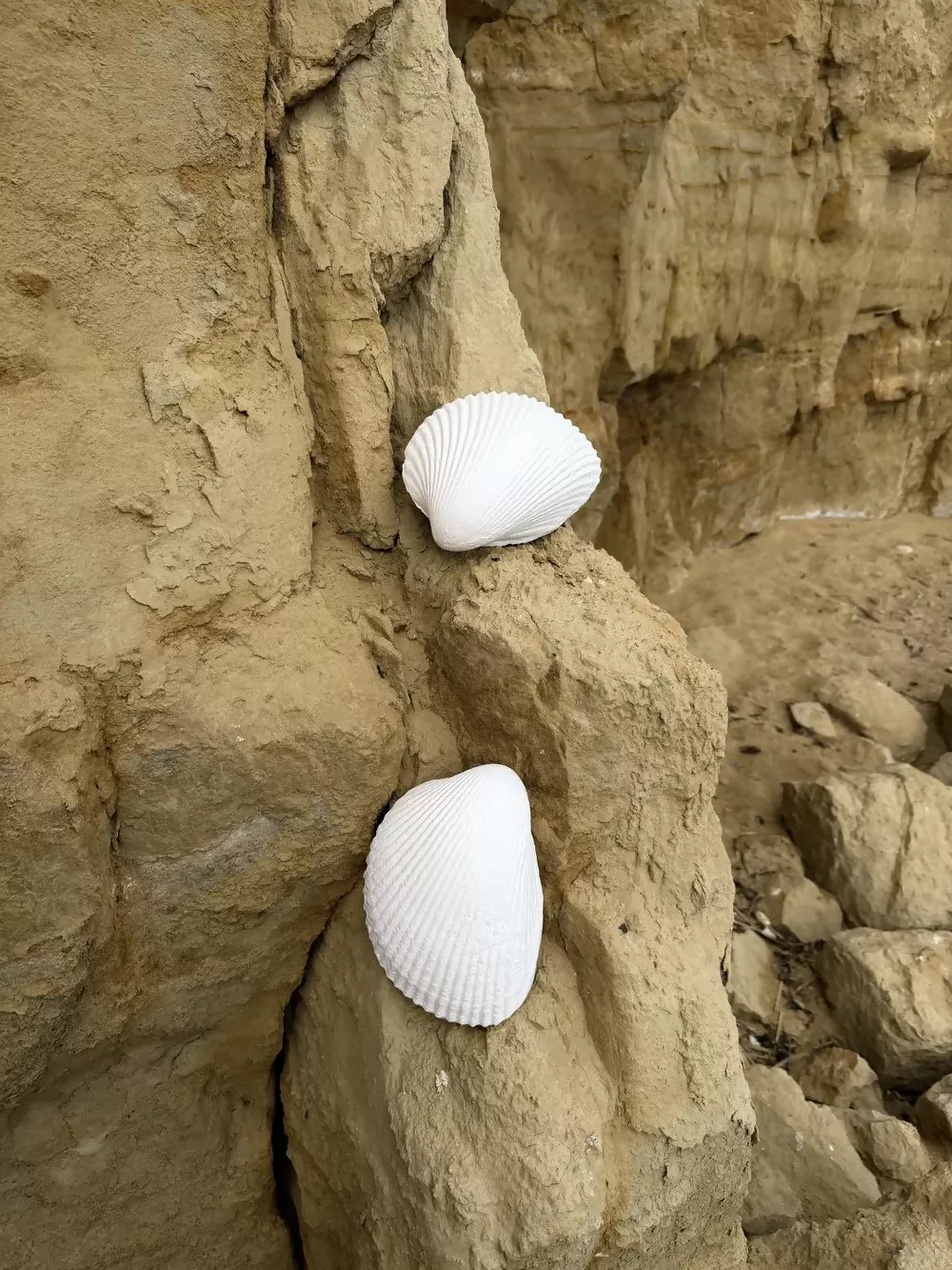 GIANT COCKLE WALL LIGHT BY JESS WHEELER
