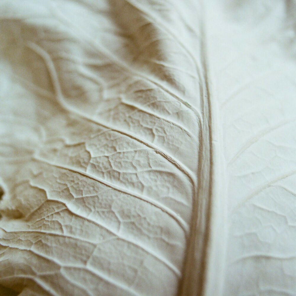 A plaster wall light fixture in the shape of a hispi cabbage leaf, displayed against a neutral background,  available  to buy on the-salon.com. SALON curates the finest , unique, handmade pieces from the interior industry's best makers and brands. Shop luxury furniture, lighting, rugs, art, antiques and vintage pieces and accessories from SALON interior designed rooms.